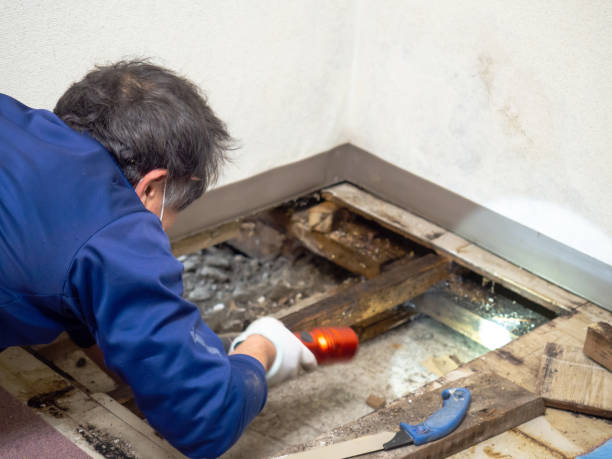 Best Crawl Space Mold Removal  in Dover, DE