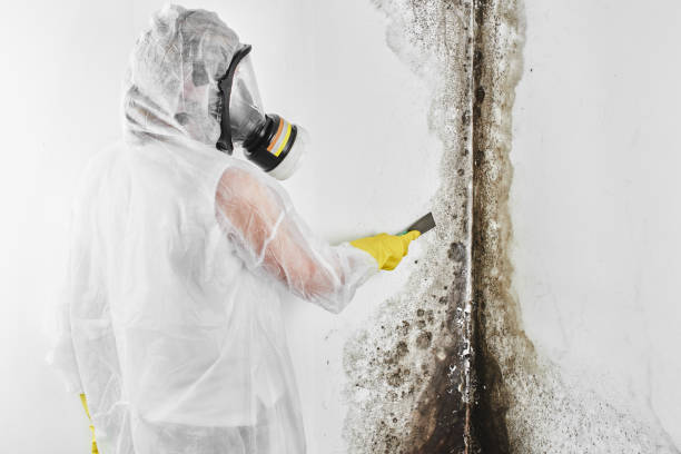 Best Professional Mold Removal  in Dover, DE