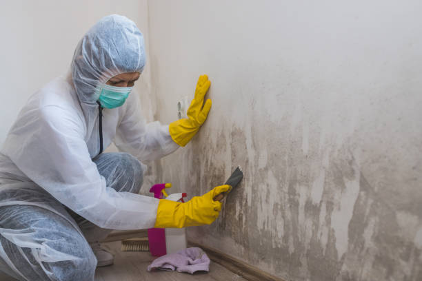 Best Home Mold Removal  in Dover, DE