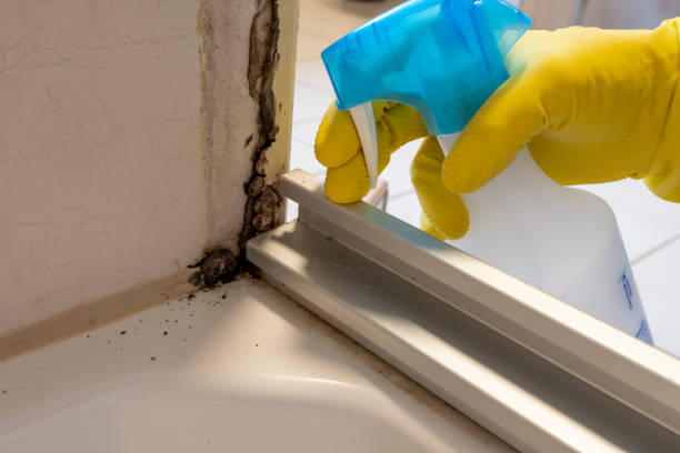Best Black Mold Removal  in Dover, DE