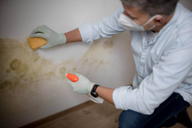 Best Certified Mold Removal  in Dover, DE