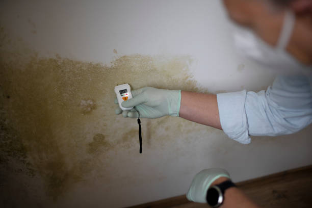 Best Mold Testing  in Dover, DE