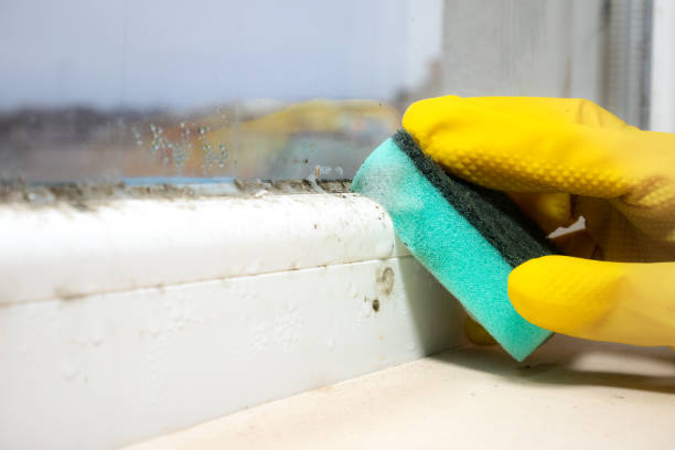 Mold Removal and Inspection in Dover, DE