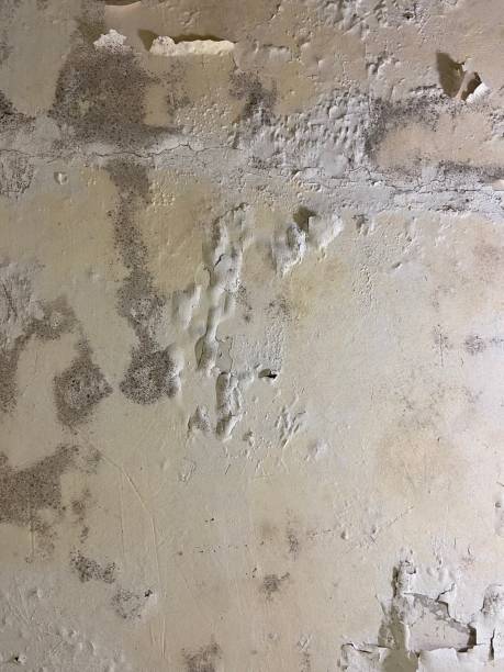 Best Local Mold Removal Service  in Dover, DE