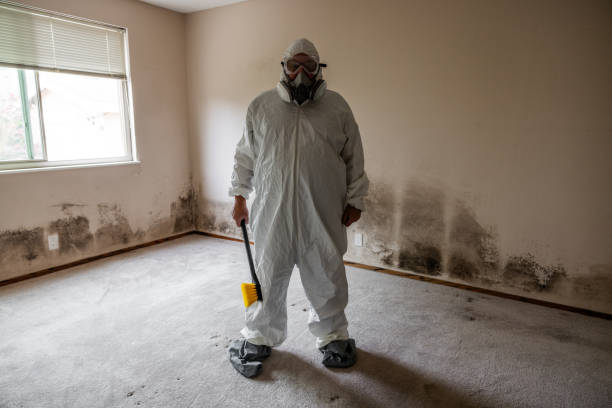 Best Affordable Mold Removal  in Dover, DE