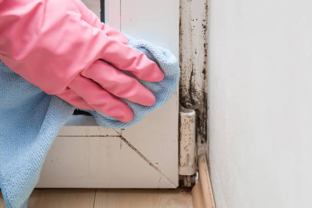 Professional Mold Removal in Dover, DE